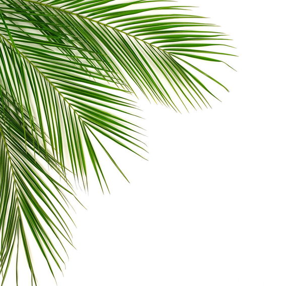green palm leaves arranged on light background