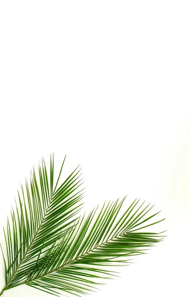 Green Palm Leaves Arranged Light Background — Stock Photo, Image