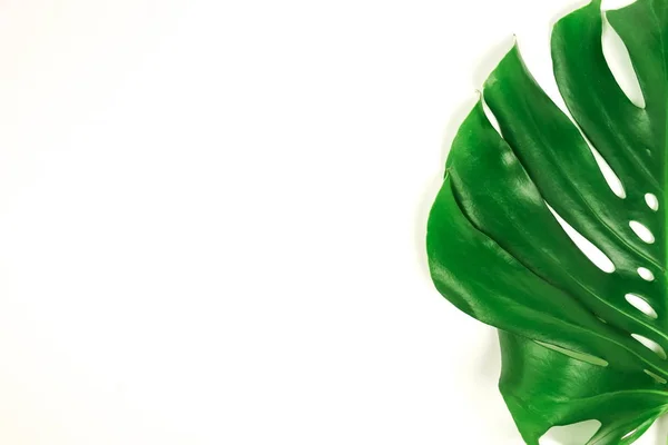 Folha Monstera Verde Fundo Branco — Fotografia de Stock