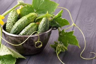 taze organik salatalık yakın görünümü