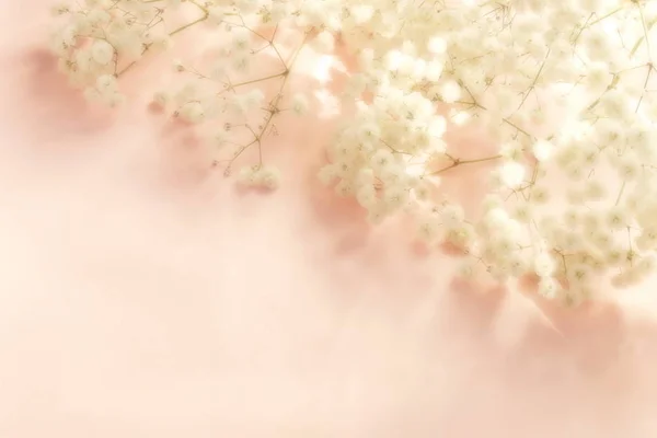 Красивые Белые Цветы Расположены Розовом Фоне — стоковое фото