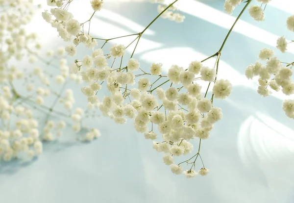 Κοντινό Εικόνα Του Τρυφερό Όμορφο Λευκό Λουλούδια — Φωτογραφία Αρχείου
