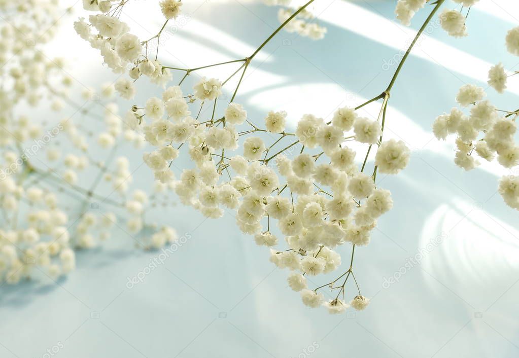 close up view of tender beautiful white flowers