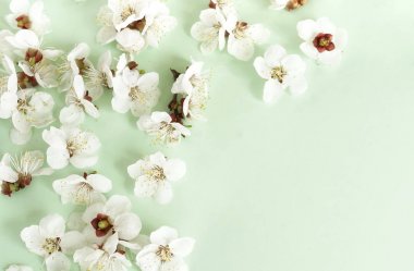 yeşil arka plan üzerinde düzenlenmiş güzel beyaz çiçekler