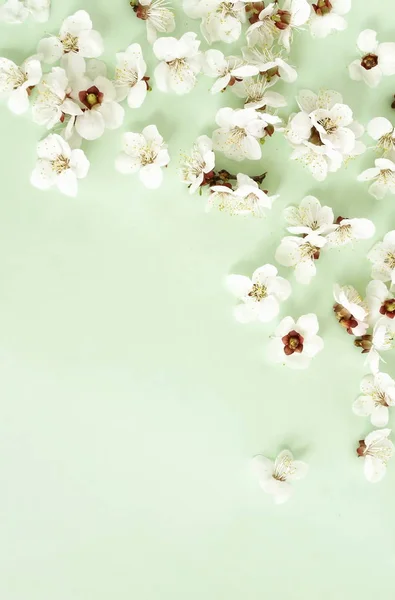 beautiful white flowers arranged on green background