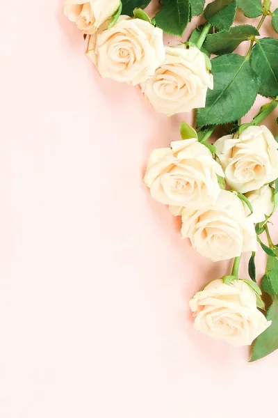 Belles Roses Blanches Disposées Sur Fond Rose — Photo