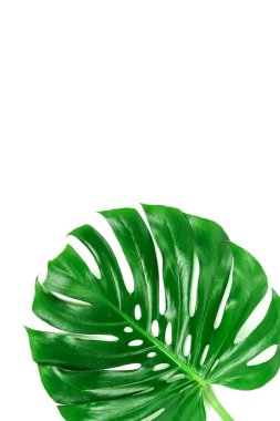 Monstera yeşil yaprak beyaz arka plan üzerinde