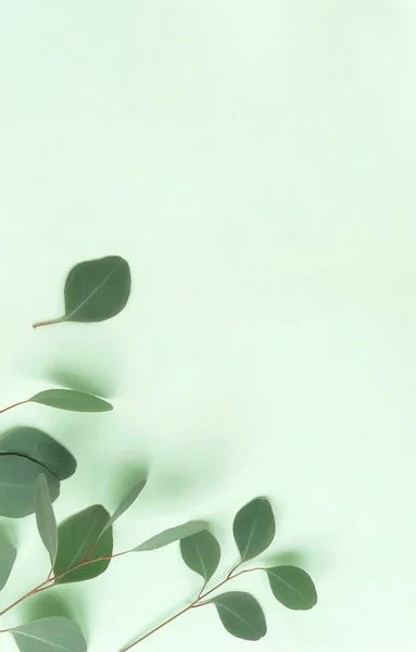 Ramoscelli Eucalipto Verde Sfondo Verde — Foto Stock
