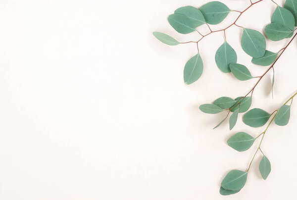 green eucalyptus twigs on light background
