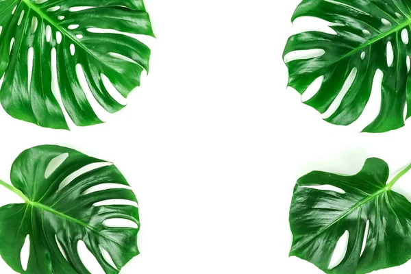 바탕에 Monstera — 스톡 사진