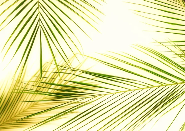 Grüne Palmblätter Auf Hellem Hintergrund Angeordnet — Stockfoto
