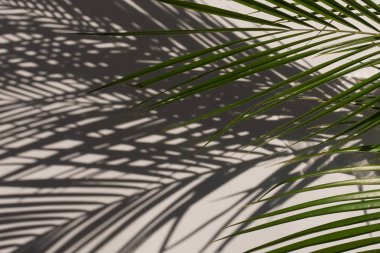 açık arka plan üzerinde düzenlenmiş yeşil palmiye yaprakları