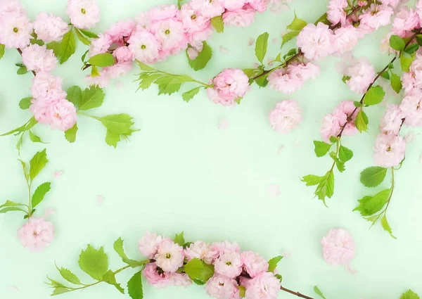 Bloemen Samenstelling Achtergrond Mooie Roze Sakura Bloemen Bleke Groene Achtergrond — Stockfoto