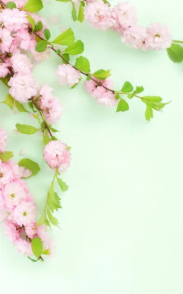 Fleurs Composition Fond Belles Fleurs Roses Sakura Sur Fond Vert — Photo