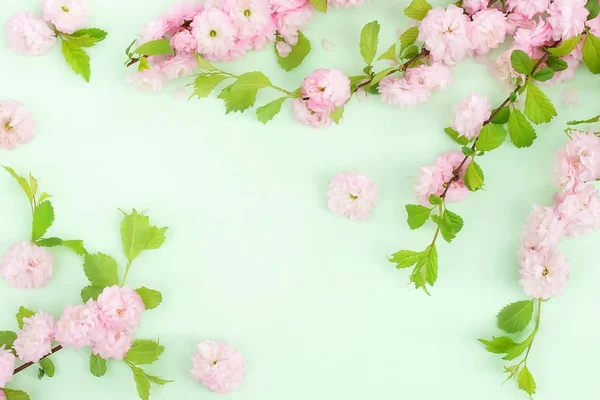 Flowers Composition Background Beautiful Pink Sakura Flowers Pale Green Background — Stock Photo, Image