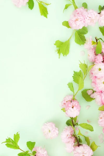 Bloemen Samenstelling Achtergrond Mooie Roze Sakura Bloemen Bleke Groene Achtergrond — Stockfoto