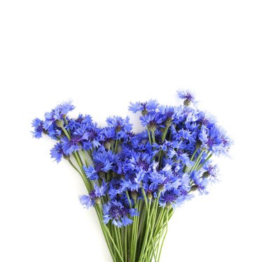 beyaz zemin üzerine güzel çiçekler Üstten Görünüm