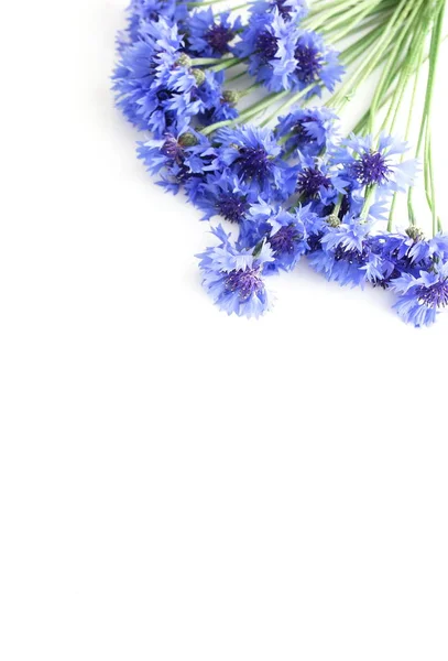Felülnézet Gyönyörű Virágok Fehér Háttér — Stock Fotó