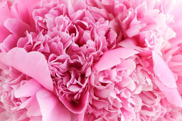 Vista Cerca Hermosas Flores Peonía Rosa Como Fondo —  Fotos de Stock