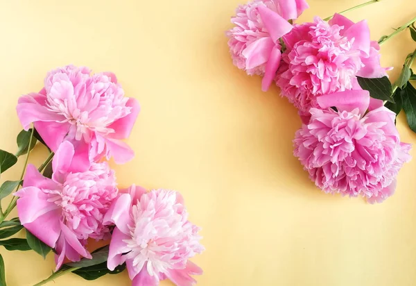 Close Weergave Van Mooie Roze Pioen Bloemen Gele Achtergrond — Stockfoto