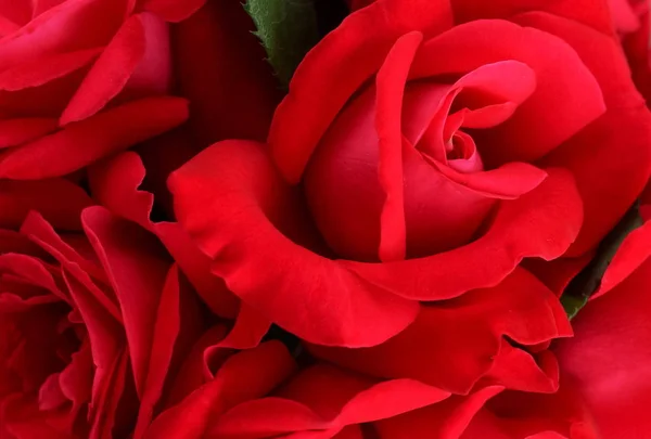 Close View Beautiful Red Flowers Background — Stock Photo, Image