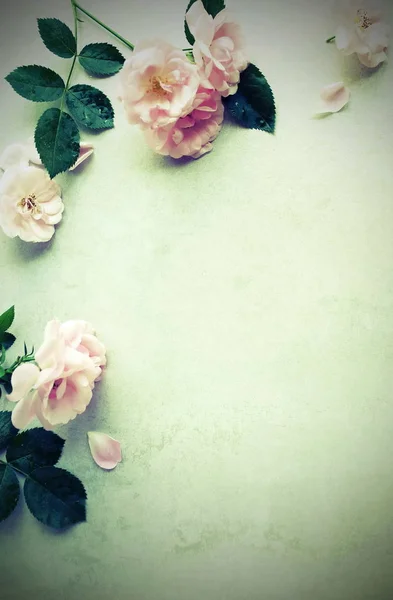 Vue Rapprochée Belles Fleurs Sur Fond Vert — Photo