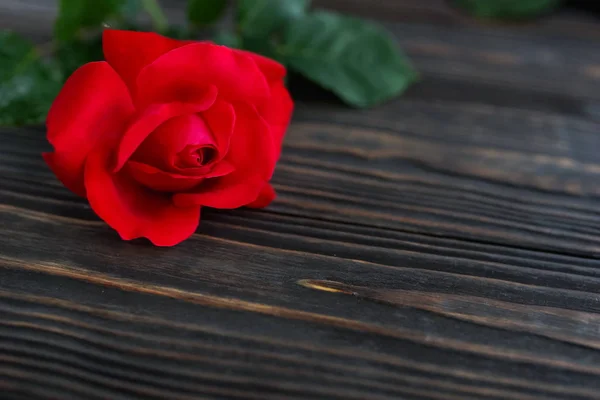 Vue Rapprochée Belle Fleur Rouge Sur Fond Bois — Photo