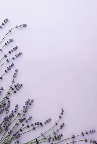 Gyönyörű Levendulavirág Felülnézete Lila Háttérben — Stock Fotó