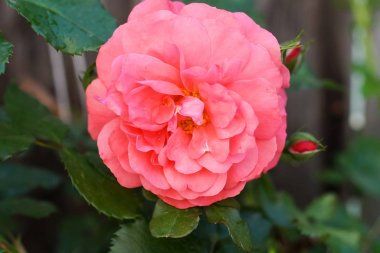 arka plan olarak güzel çiçek görünümünü kapat