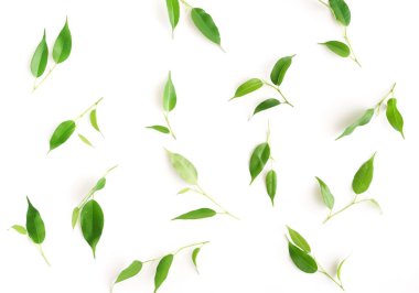 beyaz arka plan üzerine düzenlenmiş yeşil yapraklar