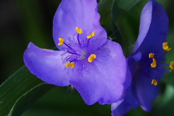 Close View Beautiful Flower Background — Stock Photo, Image