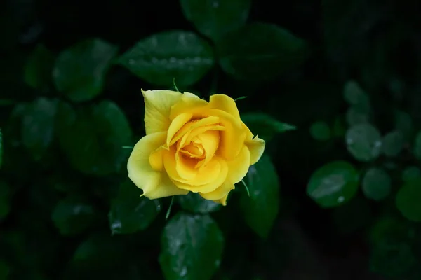 Close View Beautiful Flower Background — Stock Photo, Image