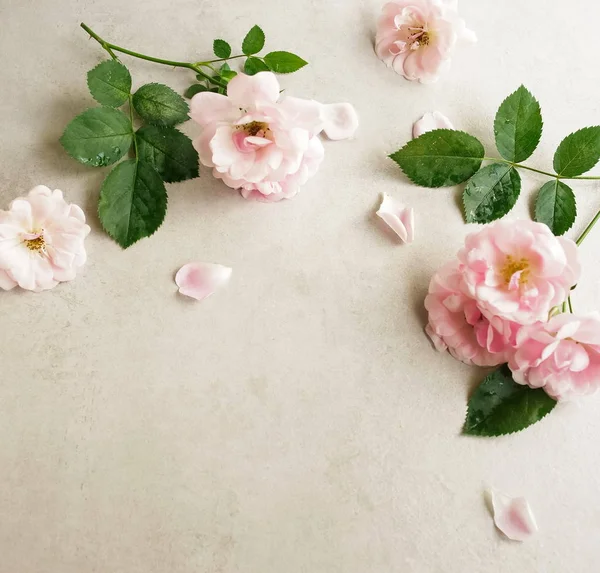 Красивые Розовые Цветы Светлом Фоне — стоковое фото