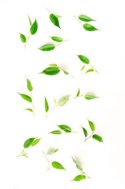 beyaz arka plan üzerine düzenlenmiş yeşil yapraklar