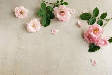 Açık renkli güzel pembe çiçekler