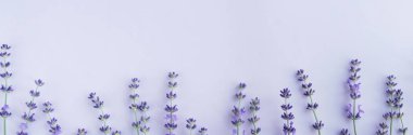 mor arka plan üzerinde güzel lavanta çiçekleri üst görünümü