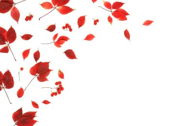 kuru düşmüş yapraklar hafif arka plan üzerinde düzenlenmiş