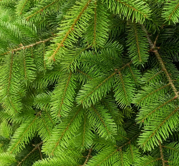 Seamless Background Fir Branches Stock Photo