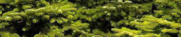 Seamless Background Fir Branches — Stock Photo, Image