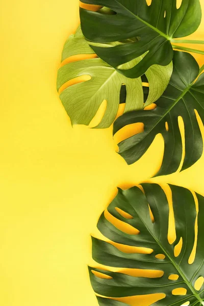 Tropical Green Leaves Monstera Yellow Background Top View Deitado Espaço — Fotografia de Stock