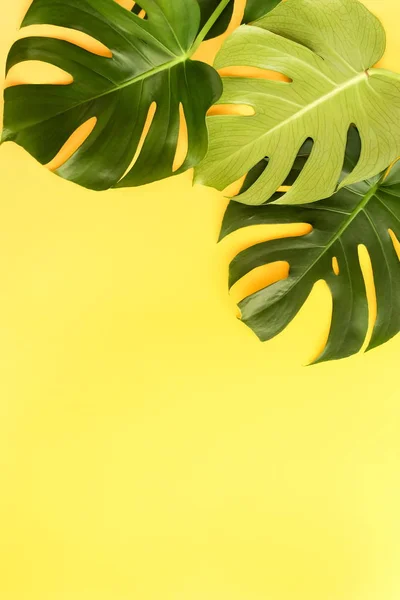 Tropická Zelená Zanechává Monsteru Žlutém Pohledu Pozadí Rovně Ležet Kopírovat — Stock fotografie