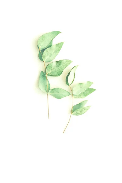 Foglie Eucalipto Verde Sfondo Bianco Vista Dall Alto Carta Floreale — Foto Stock