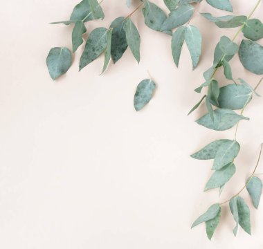 yeşil okaliptüs yaprakları, dalları, otlar, bitkiler pembe arka plan üst görünümünde çerçeve kenar. kopya alanı. düz yatıyordu