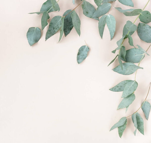 green eucalyptus leaves , branches, herbs, plants frame border on pink background top view. copy space. flat lay
