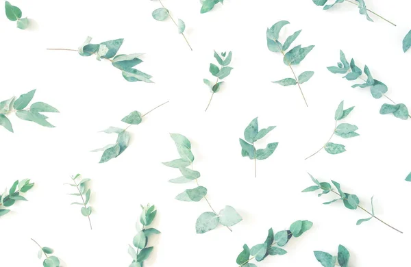 Zöld Eukaliptusz Hagy Minta Fehér Háttér Tető Kilátás Tónusú Virágos — Stock Fotó