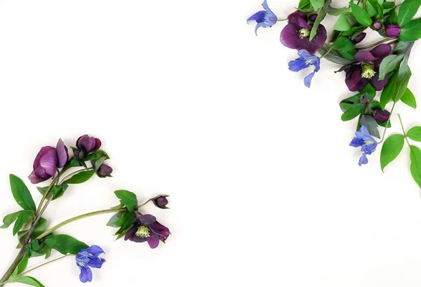 Цветы Фон Фиолетовые Цветы Helleborus Изолированы Белом Фоне Вид Сверху — стоковое фото