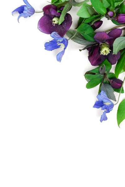 Virágok Háttér Lila Virágok Helleborus Elszigetelt Fehér Háttér Felülnézet — Stock Fotó