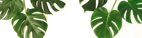 Banner Tropikal Yeşil Monstera Yaprakları Dalları Desen Beyaz Bir Arka — Stok fotoğraf