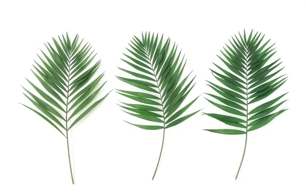 Tropikalne Zielone Liście Palmowe Gałęzie Wzór Ramki Białym Tle Widok — Zdjęcie stockowe