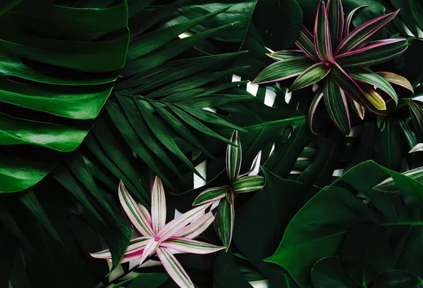 Palma Verde Tropical Hojas Monstera Patrón Ramas Fondo Floral Creativo — Foto de Stock